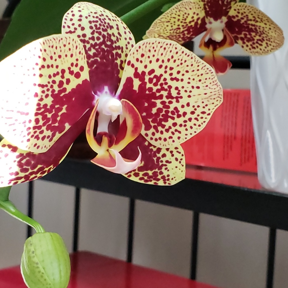 Meet your Posher, Laura